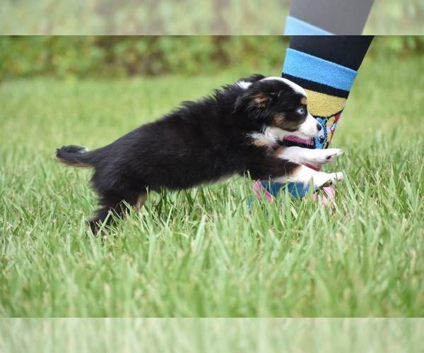 Medium Photo #6 Miniature Australian Shepherd Puppy For Sale in PALM COAST, FL, USA