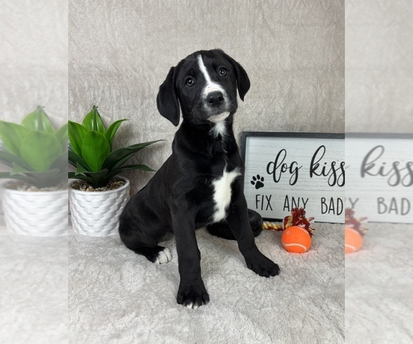 Medium Photo #1 Boxador Puppy For Sale in FRANKLIN, IN, USA