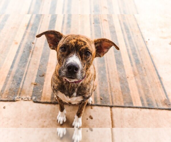 Medium Photo #3 American Pit Bull Terrier-Unknown Mix Puppy For Sale in OKLAHOMA CITY, OK, USA