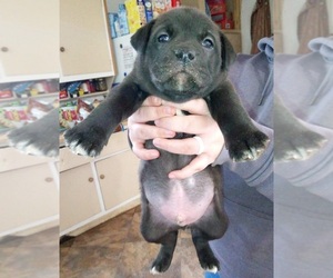 American Bully-Labrador Retriever Mix Dogs for adoption in PLAINVIEW, TX, USA