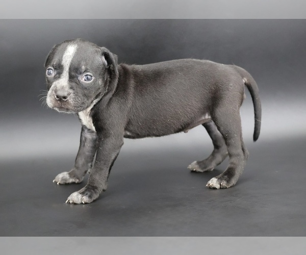 Medium Photo #3 American Bully Puppy For Sale in CHAMPAIGN, IL, USA