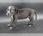 Small #2 American Bully