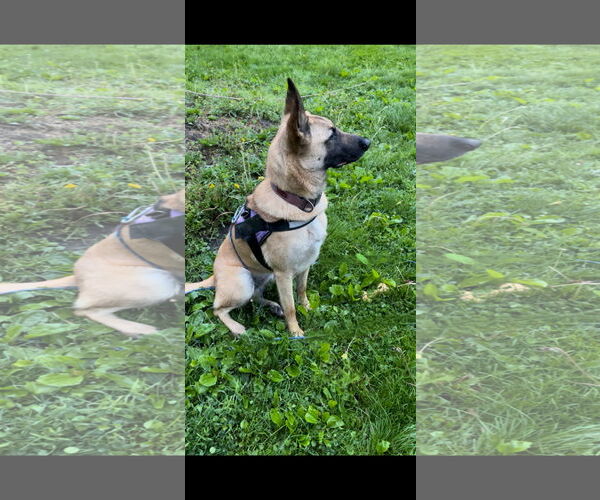 Medium Photo #3 Mutt Puppy For Sale in Stevens Point, WI, USA