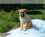 Small #5 German Shepherd Dog