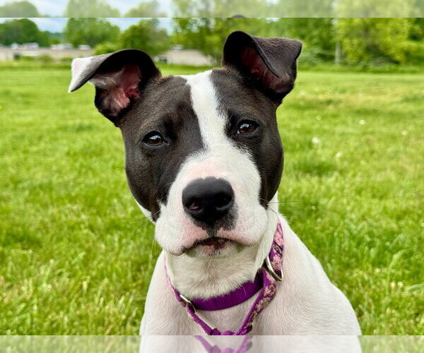 Medium Photo #4 Mutt Puppy For Sale in Gloversville, NY, USA