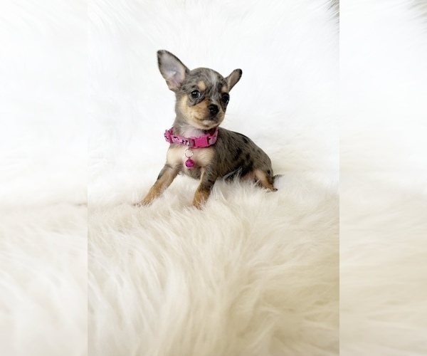 Medium Photo #7 Chihuahua Puppy For Sale in SACRAMENTO, CA, USA