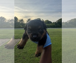 Rottweiler Puppy for Sale in SHELBY, North Carolina USA