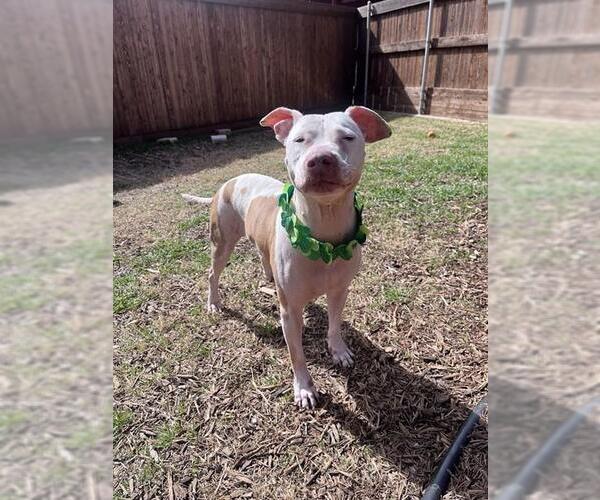 Medium Photo #2 Mutt Puppy For Sale in Plano, TX, USA