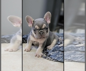 French Bulldog Puppy for sale in FAYETTEVILLE, NC, USA