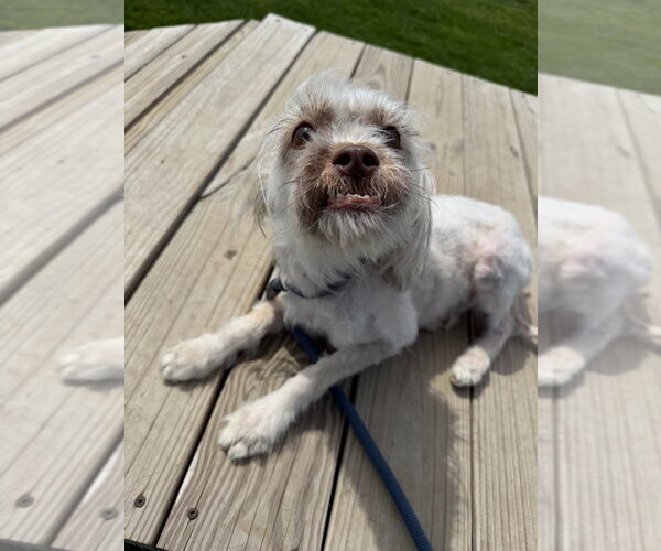 Medium Photo #2 Mutt Puppy For Sale in Pierceton , IN, USA