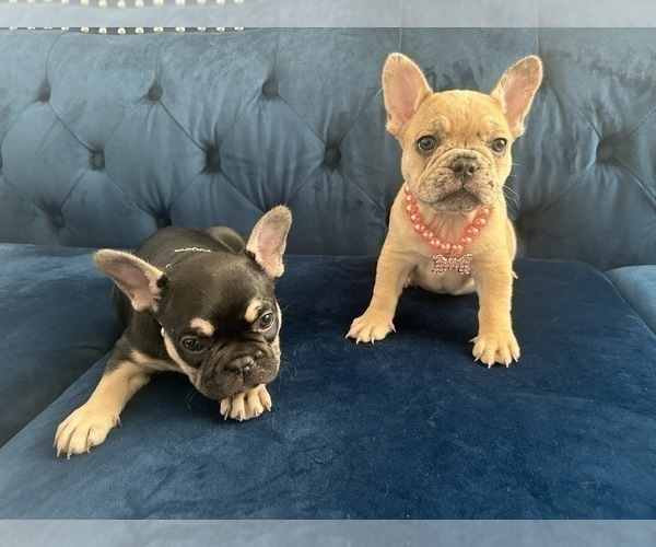 Medium Photo #7 French Bulldog Puppy For Sale in ENCINO, CA, USA