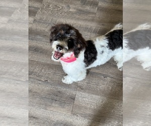 Bernedoodle (Miniature) Puppy for sale in YOUNGSTOWN, FL, USA