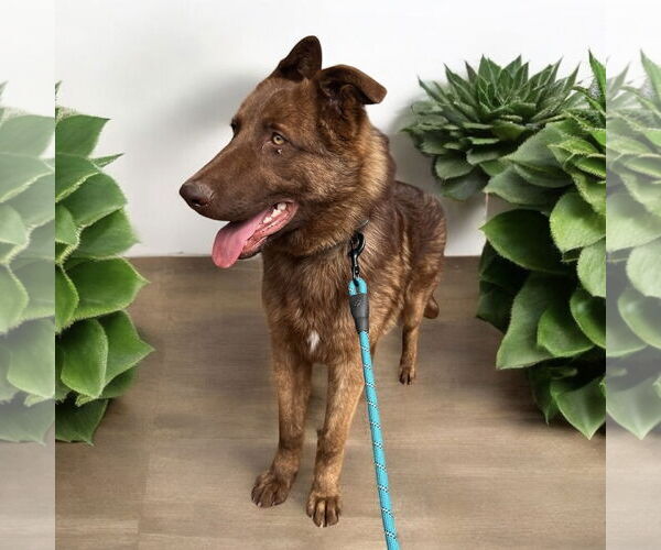 Medium Photo #1 Mutt Puppy For Sale in Menifee, CA, USA