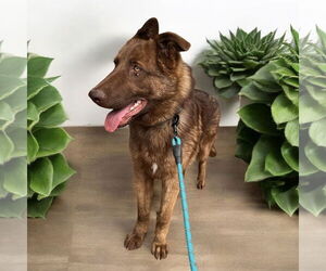 Mutt Dogs for adoption in Menifee, CA, USA