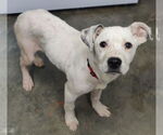 Small #16 Labrador Retriever Mix