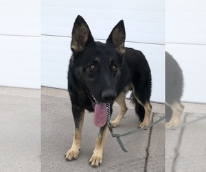 Father of the German Shepherd Dog puppies born on 09/02/2025