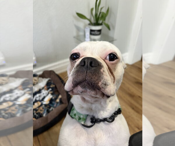 Medium Photo #2 Buggs Puppy For Sale in Oro Medonte, Ontario, Canada