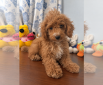 Havapoo puppies - Male Havapoo Puppy for Sale - Photo #19