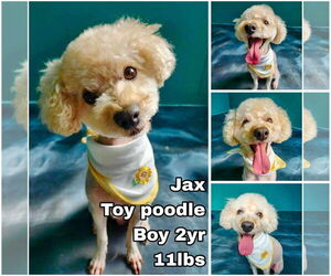 Medium Poodle (Toy)
