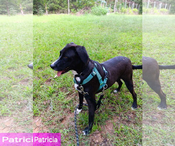 Medium Photo #9 Mutt Puppy For Sale in Farmerville, LA, USA