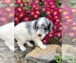 Small Photo #1 Aussie-Poo-F2 Aussiedoodle Mix Puppy For Sale in MBORO, TN, USA