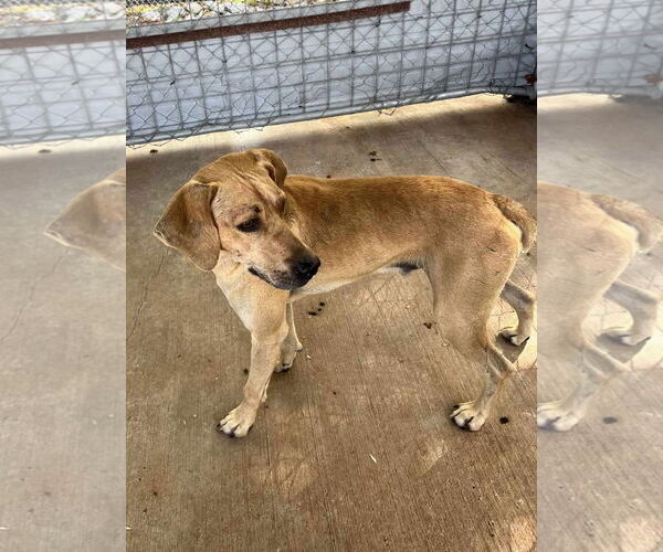 Medium Photo #6 Black Mouth Cur-Labrador Retriever Mix Puppy For Sale in Westwood, NJ, USA