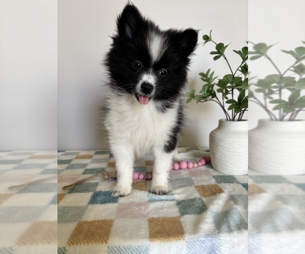 Medium Photo #7 Pomeranian Puppy For Sale in INDIANAPOLIS, IN, USA