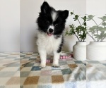 Small #6 Pomeranian