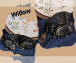 Puppy Willow Poodle (Standard)