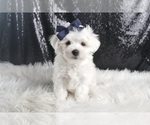 Puppy Eaton AKC Maltese