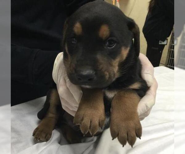 Medium Photo #1 Doberman Pinscher-Unknown Mix Puppy For Sale in Riverside, CA, USA