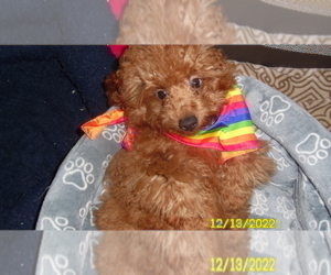 Poodle (Toy) Puppy for sale in DULUTH, GA, USA