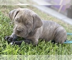 Small Photo #10 Cane Corso Puppy For Sale in SOUTH GATE, CA, USA