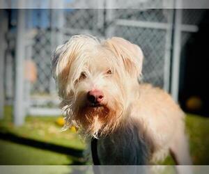 Maltese-Unknown Mix Dogs for adoption in Orlando, FL, USA