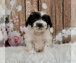 Small Photo #5 Schnauzer (Miniature) Puppy For Sale in WARSAW, IN, USA