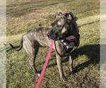 Small #7 American Pit Bull Terrier