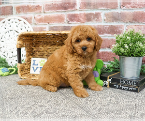 Goldendoodle-Poodle (Toy) Mix Puppy for sale in SYRACUSE, IN, USA