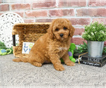 Image preview for Ad Listing. Nickname: Teddy