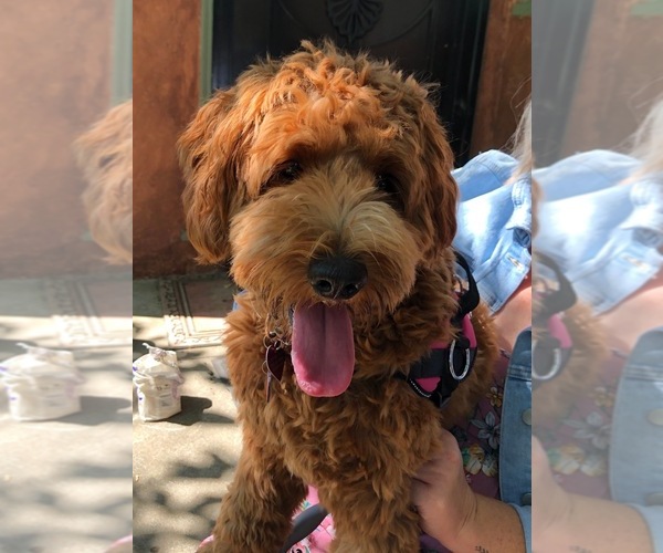 Medium Photo #1 Goldendoodle Puppy For Sale in FAIRFIELD, CA, USA