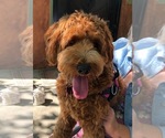 Small Photo #1 Goldendoodle Puppy For Sale in FAIRFIELD, CA, USA