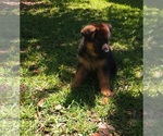 Small Photo #5 German Shepherd Dog Puppy For Sale in ORLANDO, FL, USA