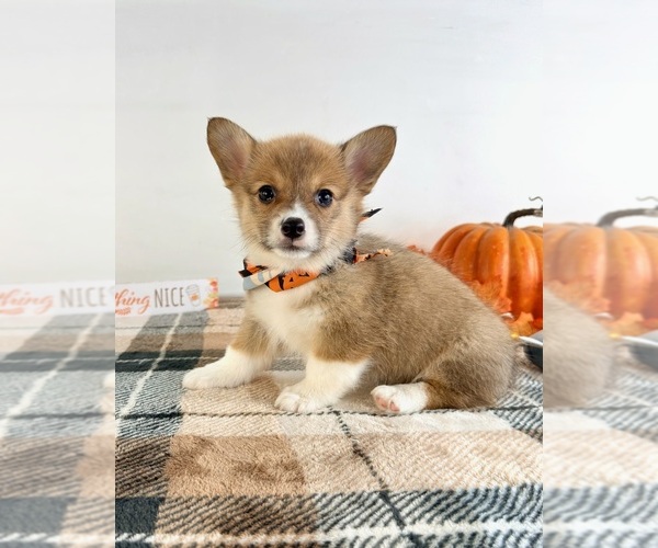 Medium Photo #5 Pembroke Welsh Corgi Puppy For Sale in GREENFIELD, IN, USA
