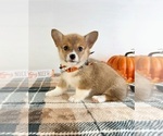 Small #4 Pembroke Welsh Corgi