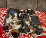 Small #6 Bernese Mountain Dog