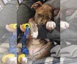 Small #2 Australian Shepherd-Staffordshire Bull Terrier Mix