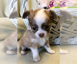 Small Photo #10 Chihuahua Puppy For Sale in NEWVILLE, PA, USA