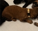 Small Photo #40 Bernedoodle Puppy For Sale in MOULTON, AL, USA