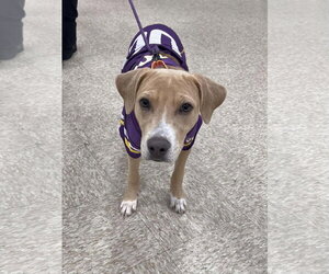 Beth - Female American Pit Bull Terrier-Unknown Mix Dog for Adoption - Photo #5