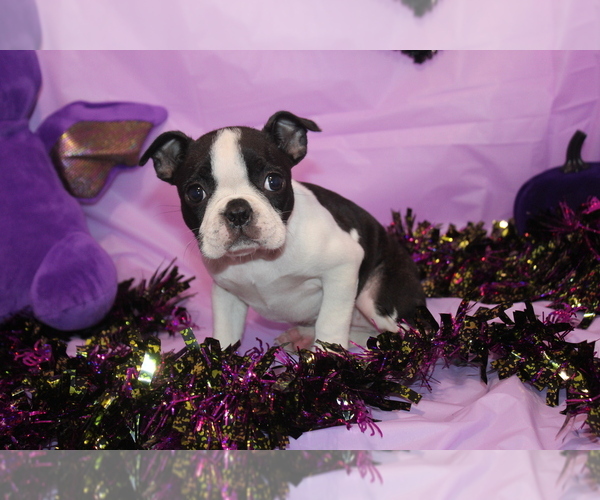 Medium Photo #7 Boston Terrier Puppy For Sale in BROOKSVILLE, FL, USA