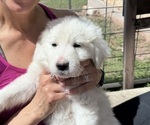 Small #8 Great Pyrenees